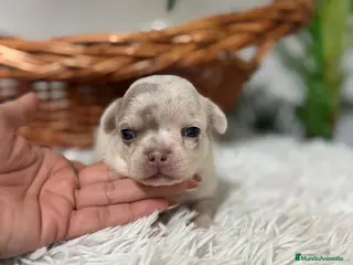 Chihuahua perros CHIHUAHUA MACHO - Anuncio 1