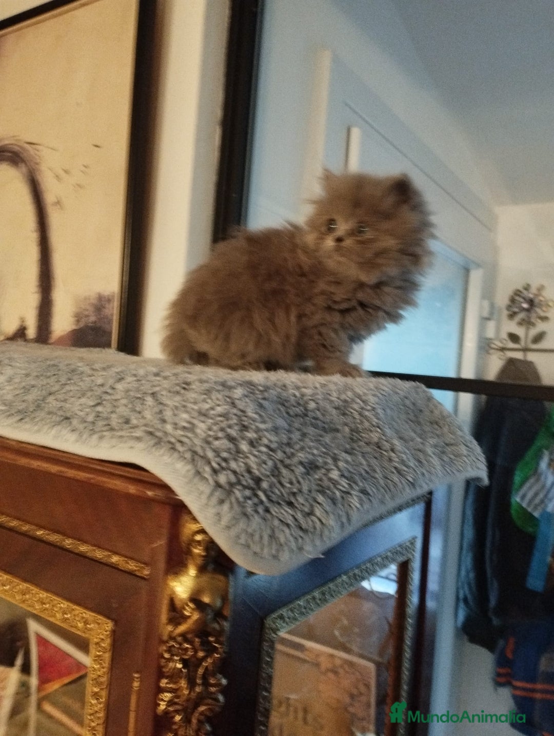 Persa gatos en venta: Macho Persa Blue - Anuncio 3