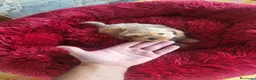 Maltipoo perros en venta: Maltipoo - Anuncio 6
