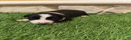 Border Collie perros en venta: Border Collie hembra   - Anuncio 9