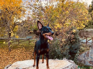 Pinscher Miniatura perros - Anuncio 6