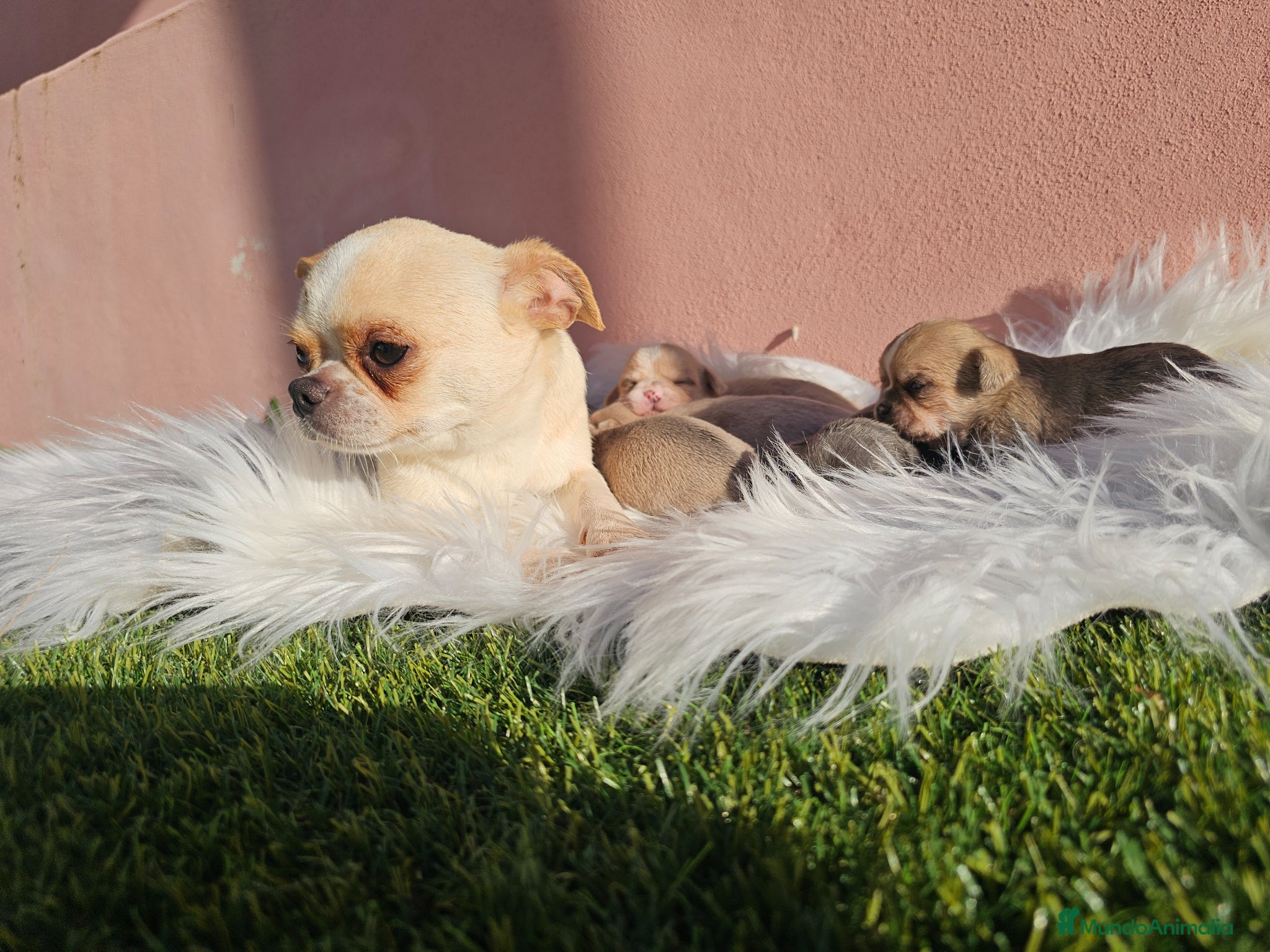 Chihuahua perros CHIHUAHUAS CABEZA DE MANZANA - Anuncio 1