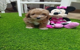 Maltipoo perros en venta: PRECIOSO MALTIPOO 90% CANICHE - Imagen 2