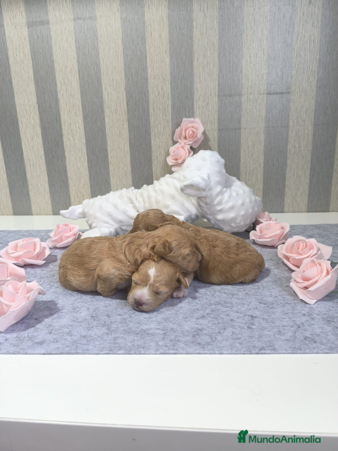 Maltipoo perros en venta: Maltipoo  - Anuncio 1