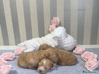 Maltipoo perros Maltipoo - Anuncio 1