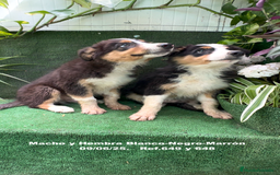 Border Collie perros en venta: BORDER COLLIE TRICOLOR - Imagen 12