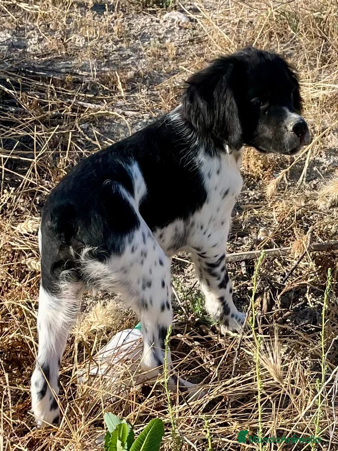Épagneul Breton perros en venta: Epagneul bretón  - Anuncio 1