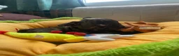 Bulldog Francés perros en venta: Bebés Bulldog Francés  - Anuncio 5