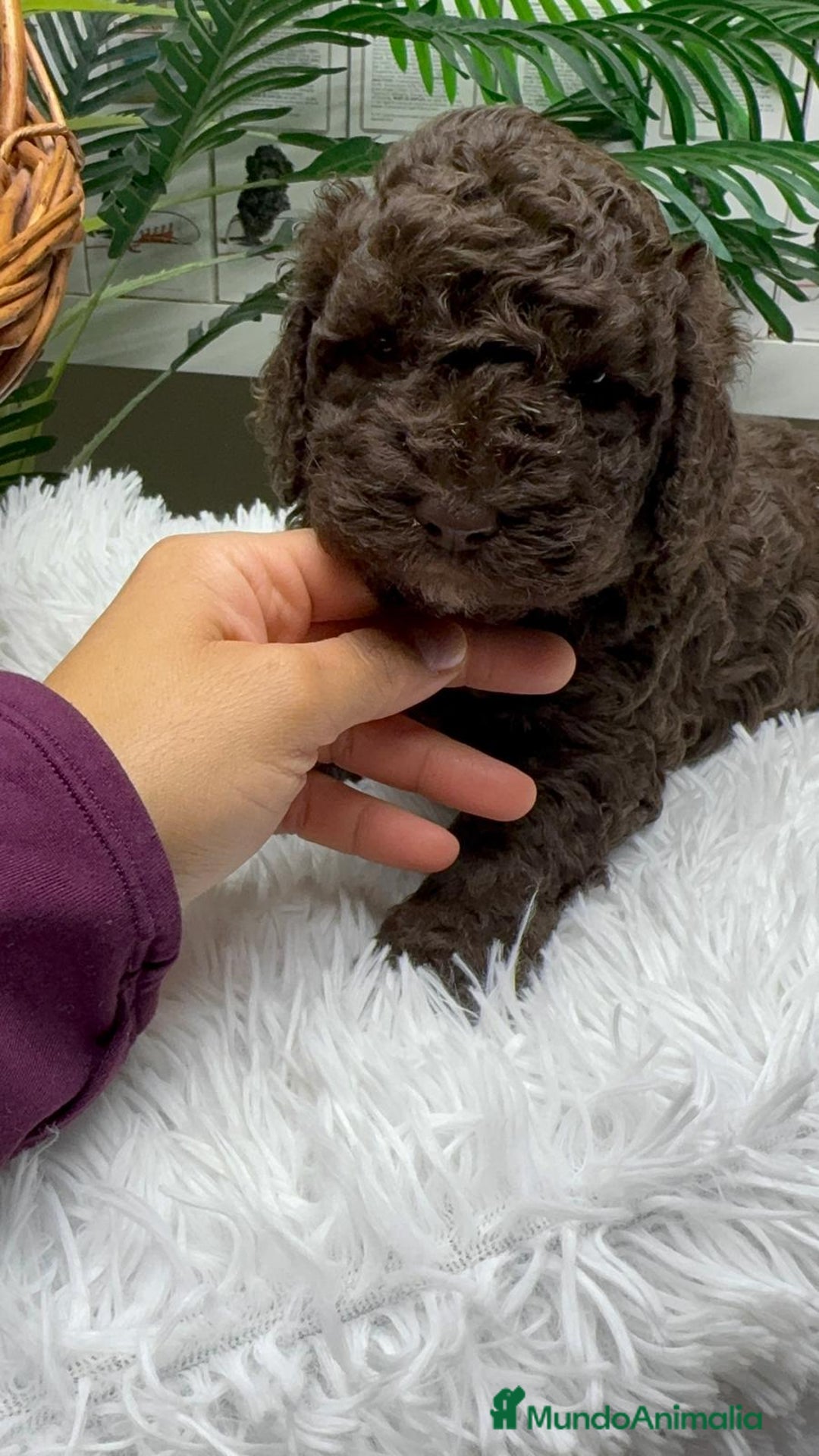 Perro de Agua Español perros en venta: PERRO DE AGUA ESPAÑOL MACHO - Anuncio 14