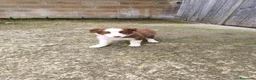 Border Collie perros en venta: Cachorros border collie chocolate! - Anuncio 8