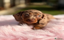 Teckel Miniatura perros en venta: Teckel arlequin chocolate hembra - Anuncio 1