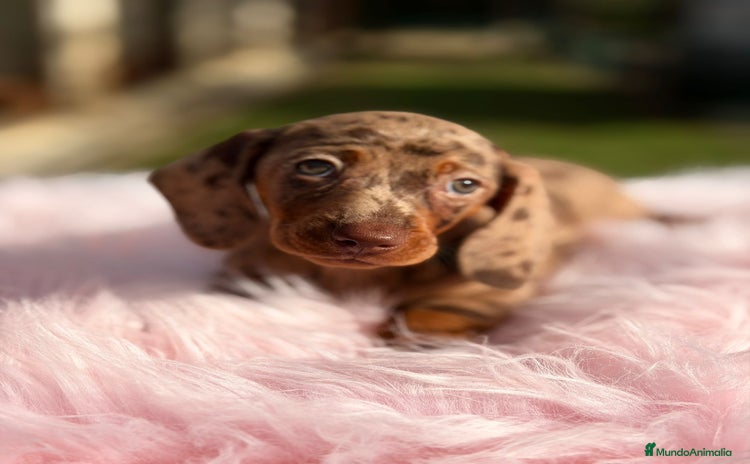 Teckel Miniatura perros Teckel arlequin chocolate hembra - Anuncio 5