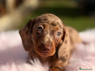 Teckel Miniatura perros Teckel arlequin chocolate hembra - Anuncio 37