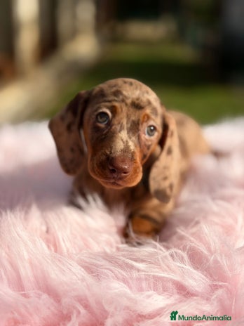 Teckel Miniatura perros Teckel arlequin chocolate hembra - Anuncio 1