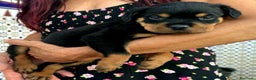 Rottweiler perros en venta: ROTTWEILER - Anuncio 6