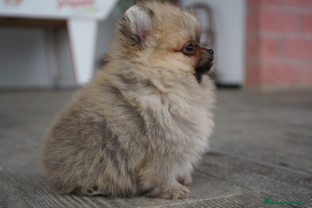 Pomerania perros en venta: 🐾 Strike – Pomerania macho marrón 🐾 - Imagen 3