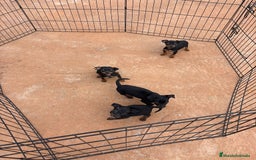 Pinscher Miniatura perros en venta: Pinscher miniatura negro fuego  - Anuncio 1