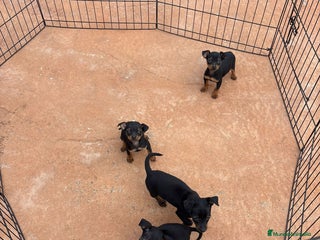 Pinscher Miniatura perros Pinscher miniatura negro fuego - Anuncio 3