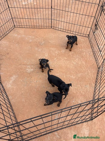 Pinscher Miniatura perros Pinscher miniatura negro fuego - Anuncio 4