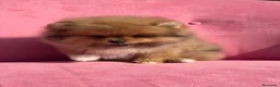 Pomerania perros en venta: Pomerania  - Anuncio 3