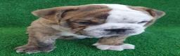 Bulldog Inglés perros en venta: BULLDOG INGLÉS - Anuncio 2