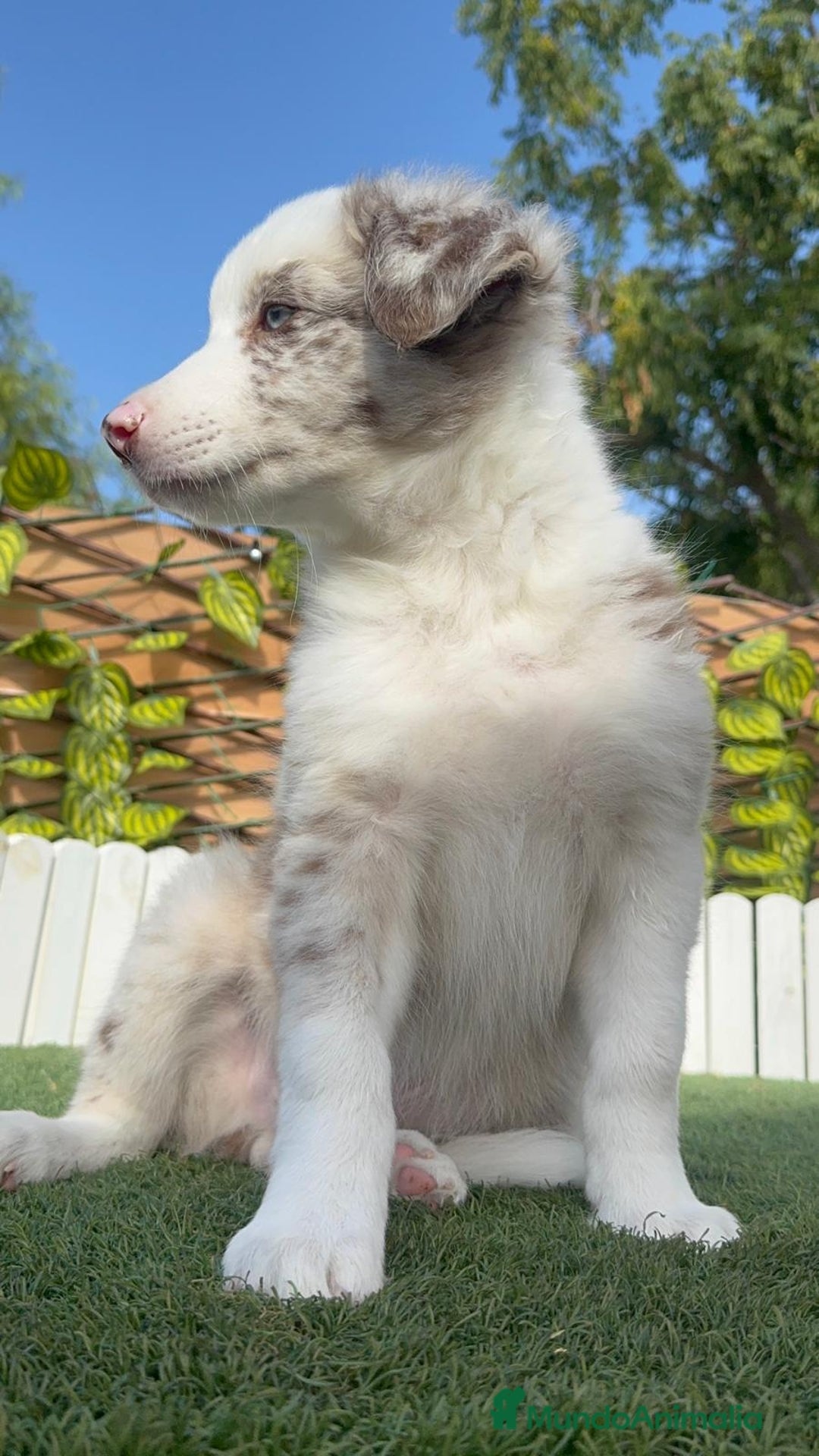 Border Collie perros en venta: BORDER COLLIE MERLE MACHO - Imagen 5