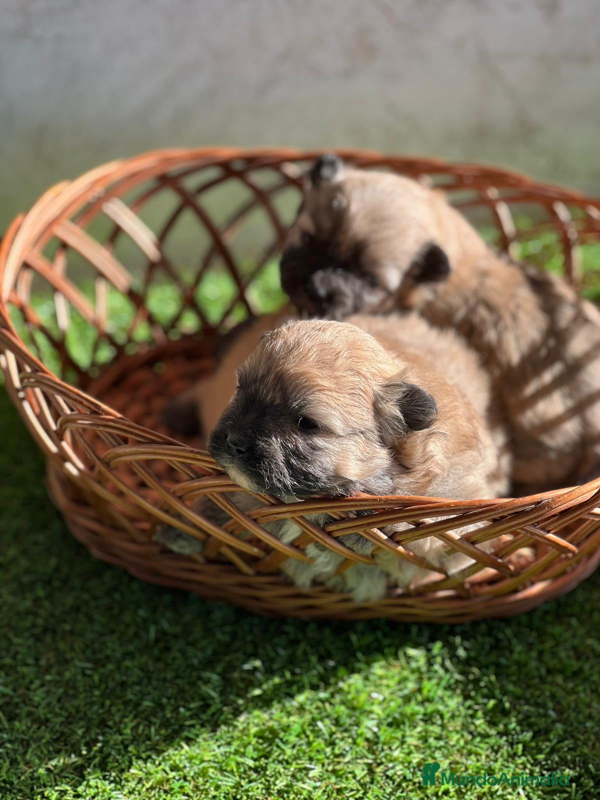 Pomerania perros Pomerania - Anuncio 2