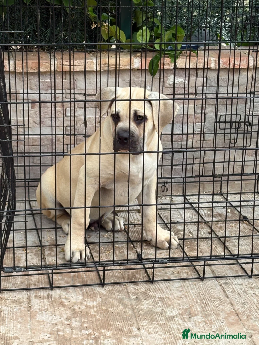 Presa Canario perros en venta: Cachorro macho presa canario  - Anuncio 1