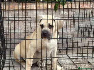 Presa Canario perros Cachorro macho presa canario - Anuncio 1