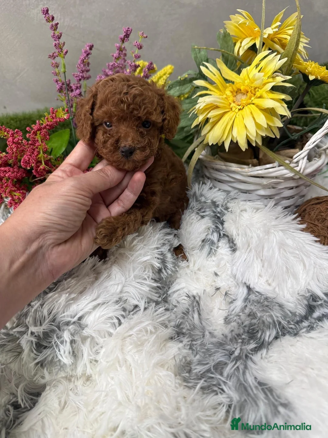 Caniche Toy perros en venta: Caniche Toy rojo hembra fotos actuales  - Anuncio 6