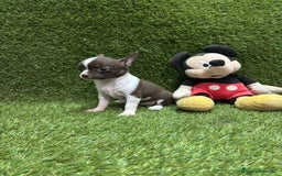 Chihuahua perros en venta: Chihuahua  - Anuncio 1