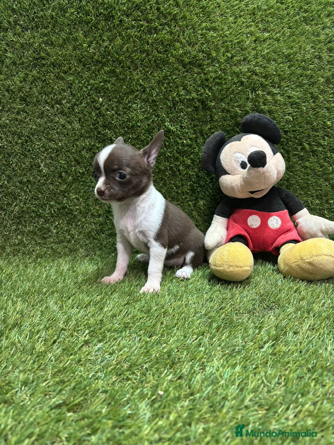 Chihuahua perros en venta: Chihuahua  - Anuncio 1