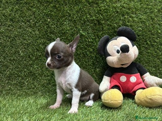 Chihuahua perros Chihuahua - Anuncio 11