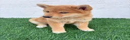 Shiba Inu perros en venta: Shiba Inu - Anuncio 13