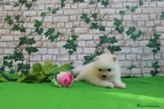 Pomerania Cachorro 4