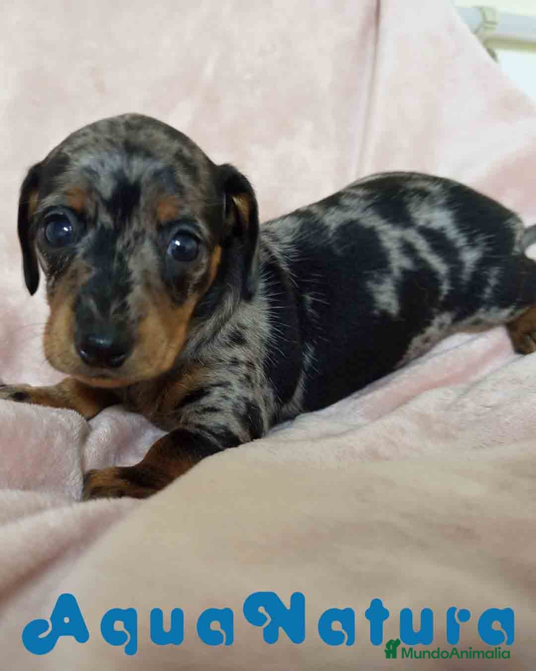 Teckel Miniatura perros Teckel Hembra de Tria y Tilo 1761 AQUANATURA - Anuncio 2