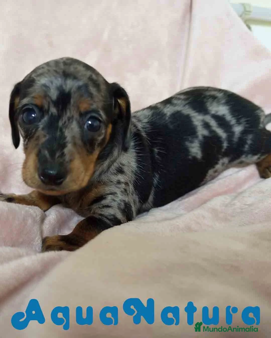 Teckel Miniatura perros en venta: Teckel Hembra de Tria y Tilo 1761 AQUANATURA - Anuncio 2