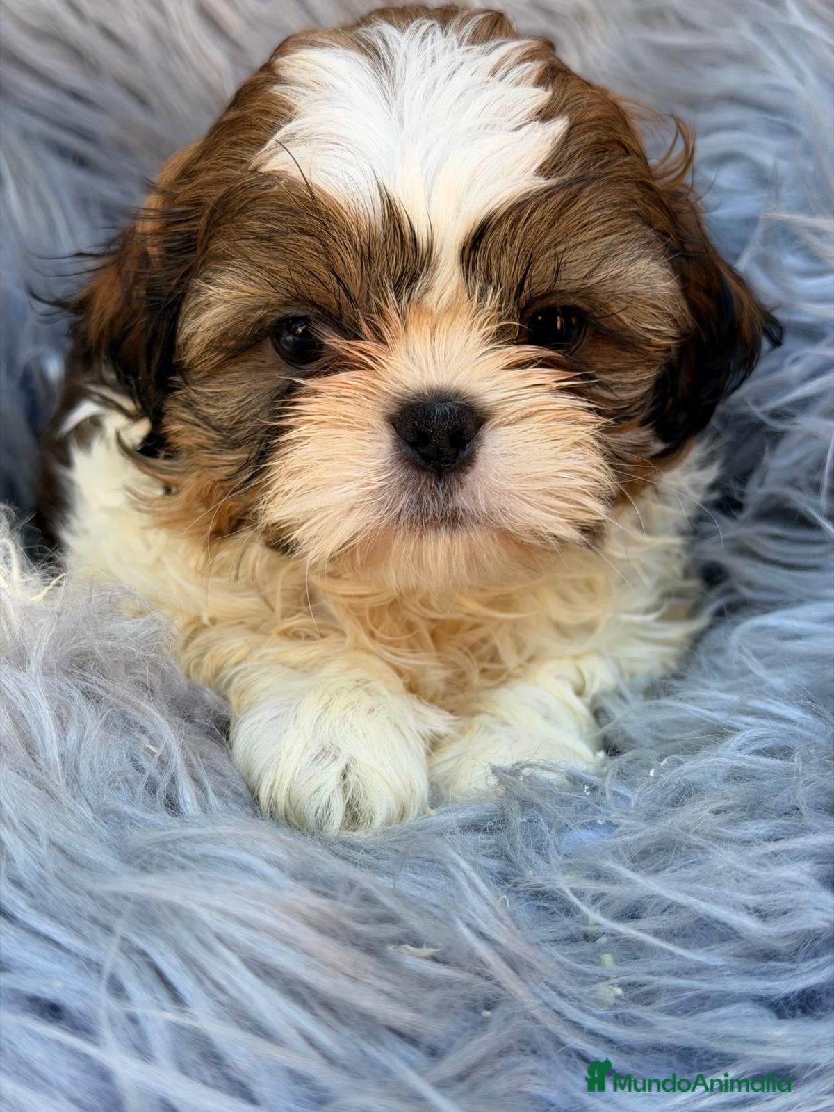 Shih Tzu perros SHIH TZU TRICOLOR  - Anuncio 2