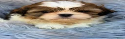 Shih Tzu perros en venta: SHIH TZU TRICOLOR  - Anuncio 1