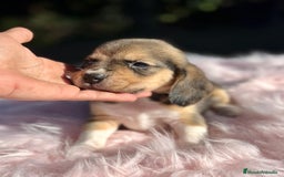 Beagle perros en venta: CAMADA DE BEAGLE DISPONIBLE PARA RESERVAR - Imagen 7