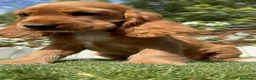 Cocker Spaniel Inglés perros en venta: COCKER SPANIEL INGLES-LISTA PARA ENTREGAR - Anuncio 13