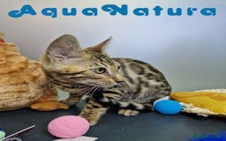 Bengalí gatos en venta: Bengali Hembra 4611 AQUANATURA - Imagen 3