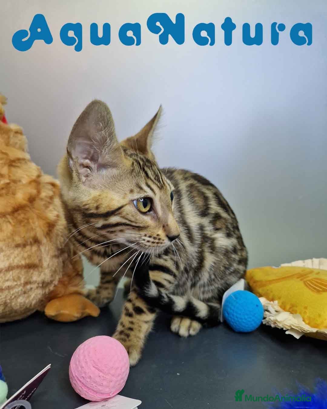 Bengalí gatos en venta: Bengali Hembra 4611 AQUANATURA - Imagen 3