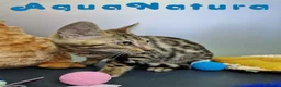 Bengalí gatos en venta: Bengali Hembra 4611 AQUANATURA - Anuncio 3