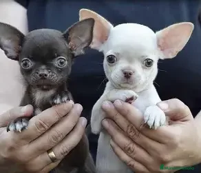 Chihuahua perros CHIHUAHUA CABEZA DE MANZANA - 750 en Madrid - Anuncio 1