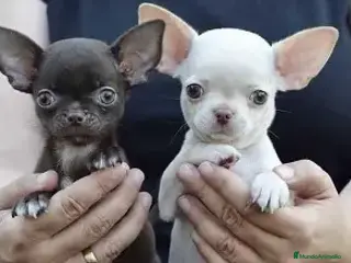 Chihuahua perros CHIHUAHUA CABEZA DE MANZANA - 750 en Madrid - Anuncio 4