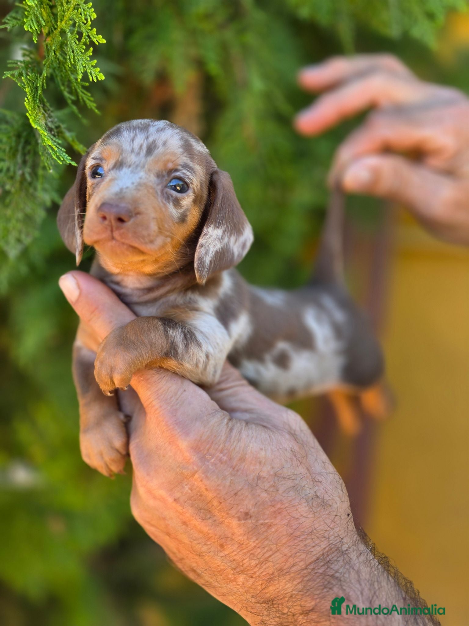 Teckel Miniatura perros Teckel arlequin chocolate  - Anuncio 1