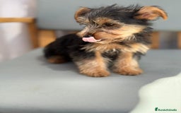 Yorkshire Terrier perros en venta: Yorkshire toy - Imagen 8