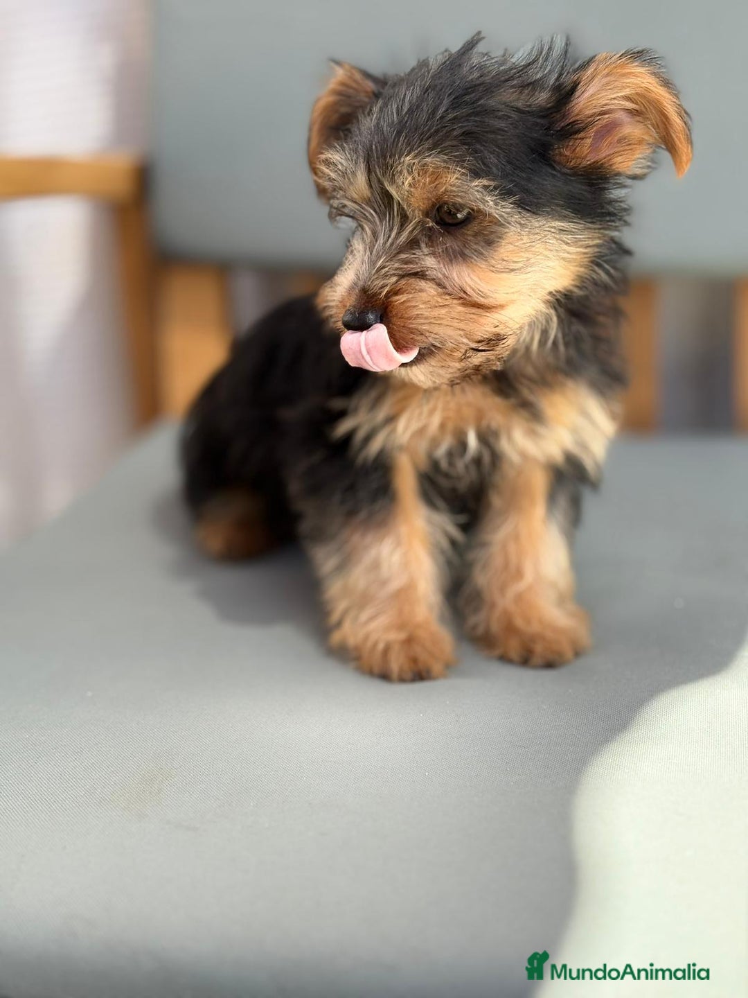 Yorkshire Terrier perros en venta: Yorkshire toy - Imagen 8