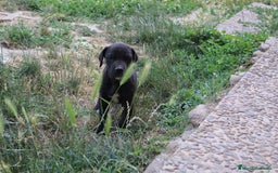 Dogo Alemán perros en venta: Dogo alemán/ gran danés  - Imagen 16